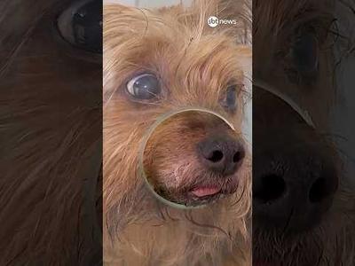 Sidney Rezende: Governo do RJ retoma programa de castração gratuita de cães e gatos