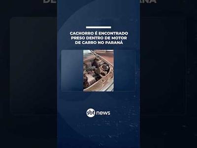 Cachorro é encontrado preso dentro de motor de carro no Paraná | #SBTNoticias