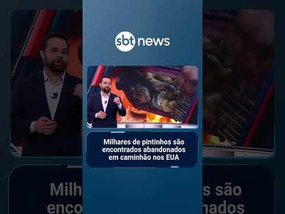Milhares de pintinhos são encontrados abandonados em caminhão nos EUA