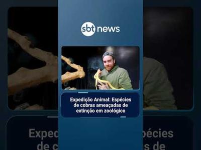 Expedição Animal: Espécies de cobras ameaçadas de extinção em zoológico | #SBTNotícias