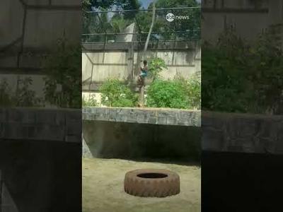 Homem morre ao invadir jaula de leoa em zoológico de João Pessoa (PB)