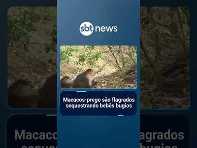 Macacos-prego são flagrados sequestrando bebês bugios