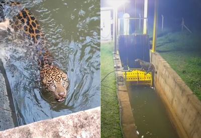 VÍDEO: onça-pintada presa em canal de usina no Mato Grosso é resgatada