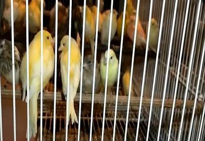 Polícia resgata mais de 500 aves maltratadas em SBC