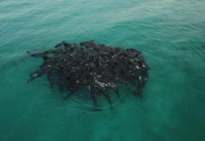 Mais de 50 de baleias-piloto morrem após encalharem em praia na Austrália