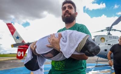 Filhote de peixe-boi sem uma das nadadeiras é resgatado no Pará