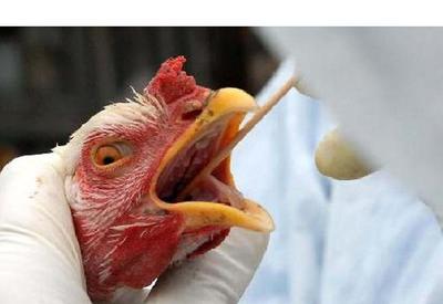 Rússia detecta casos de gripe aviária H5N8 em humanos