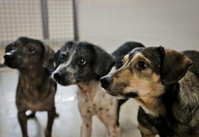 Bolsonaro sanciona lei que proíbe sacrifício de cães e gatos