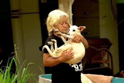 Animais abandonados: Mulher cuida de mais de 200 cães e até de cobra