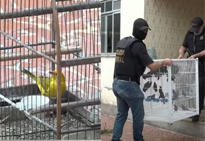 Polícia Federal resgata aves e macacos durante operação contra tráfico de animais no Rio