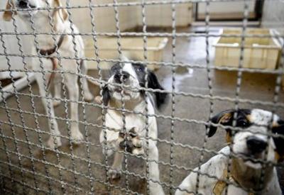 Fiscais da prefeitura de São Paulo resgatam pets em feira clandestina