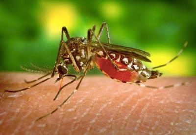 Anticorpos da dengue podem fornecer imunidade à Covid-19