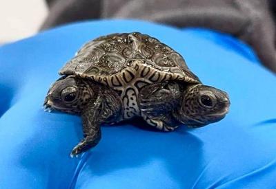 Nasce tartaruga com 2 cabeças e seis patas nos EUA