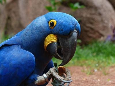 Arara-azul: esforço coletivo é feito para recuperar habitat natural da ave