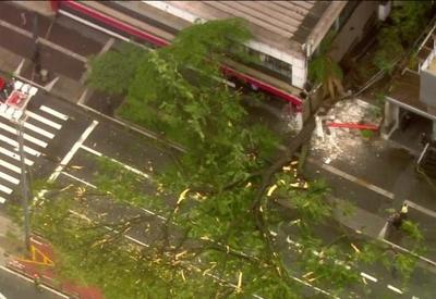 Árvore de grande porte cai na Avenida Paulista e deixa um ferido