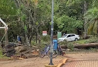 Árvore cai em parque de Campinas (SP) e mata criança