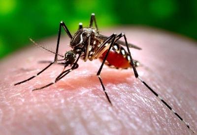 Dengue: número de casos cai 42,6% entre 2020 e 2021