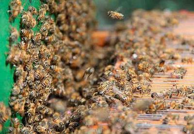 Ataque de abelhas deixa 18 feridos em casa de repouso