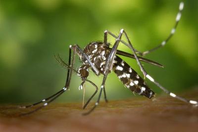 Aumento dos casos de Chikungunya no Rio preocupa as autoridades