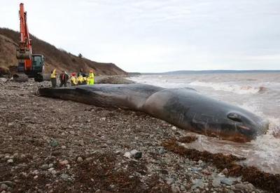150 quilos de lixo são encontrados em estômago de baleia