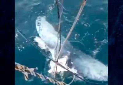 Baleia jubarte tem cauda cortada por embarcação em Santa Catarina