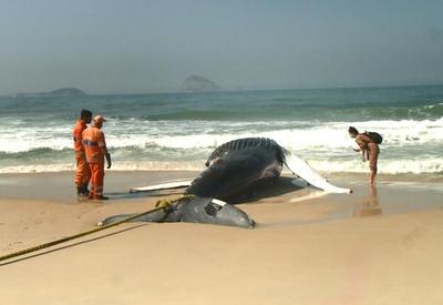 Baleia jubarte é encontrada morta na praia de São Conrado no Rio