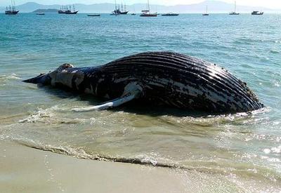 Baleia jubarte é encontrada morta em praia de Florianópolis