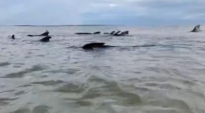 VÍDEO: 21 baleias encalham em praia no Rio Grande do Norte