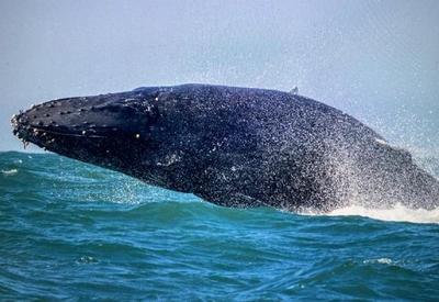 Descubra como ver baleias em Ilhabela