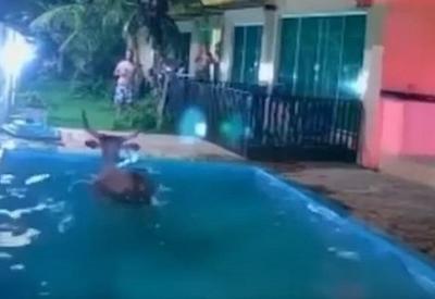 Boi invade pousada em Santa Catarina e cai na piscina