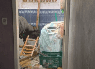 Boi quebra telhado e cai dentro de casa na grande Florianópolis