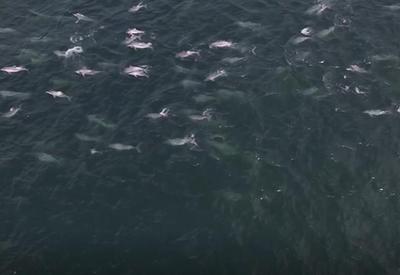 Vídeo: Botos-cinza são registrados nadando no mar do Rio