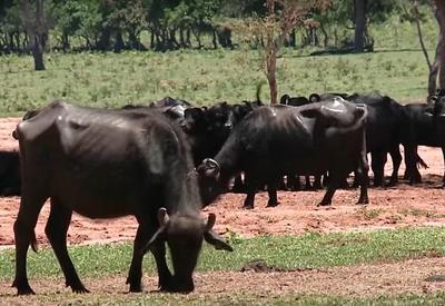 Maus-tratos: tutela de búfalos é concedida a protetores pela segunda vez