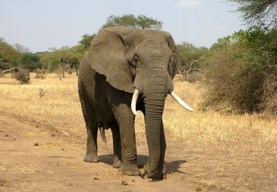 Caçador ilegal morre pisoteado por elefante e tem corpo devorado por leões