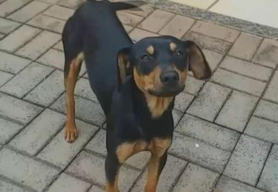 Cachorro abandonado salva vítima de sequestro no Paraná