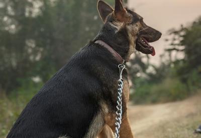 São Paulo sanciona lei que proíbe acorrentamento de cães e gatos no estado