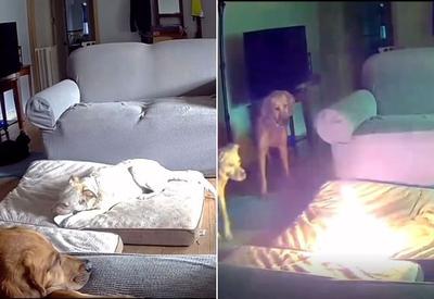  Vídeo: cachorro incendeia casa ao mastigar carregador portátil