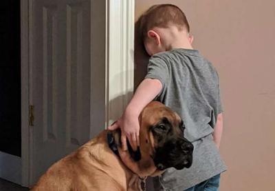 Cachorro consola criança de três anos durante castigo