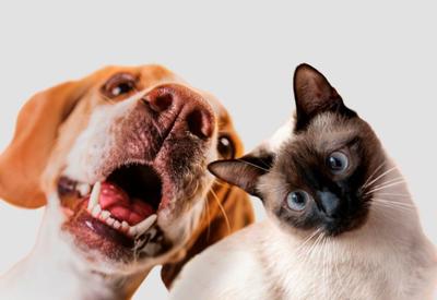 Ter relação com animal de estimação melhora qualidade de vida, diz estudo