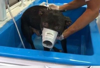 Prefeitura resgata mais de 200 animais em áreas afetadas de Petrópolis