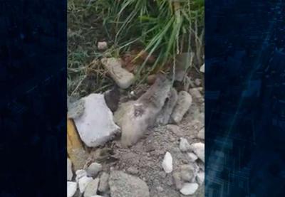 Cachorro enterrado vivo morre dois dias depois de ser resgatado em SP