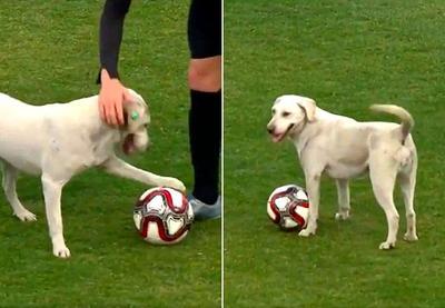 Cachorro invade campo de futebol, dá show de bola e rouba a cena