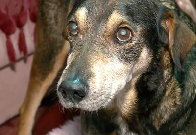 Mulher reencontra cachorro perdido na enchente em Canoas (RS) mais de um ano depois