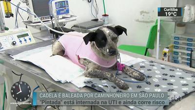 Cadela abandonada é baleada por caminhoneiro em São Paulo