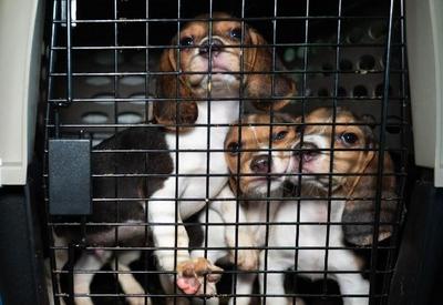 Quatro mil cães da raça Beagle são resgatados de instalação nos EUA