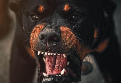 Criança fica em estado grave após ser atacada por dois cães da raça rottweiler em MG