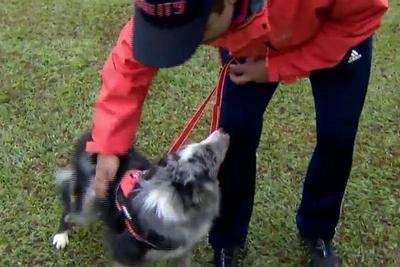 Cães e donos participam de Campeonato Brasileiro de Agility