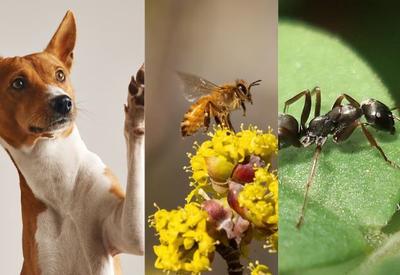Estudos mostram animais e insetos que podem "farejar" o câncer; entenda