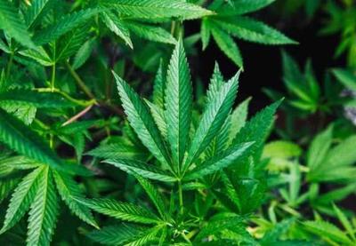 Paciente com depressão ganha aval na Justiça para cultivar cannabis