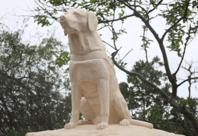  Itajaí homenageia Ice, o primeiro cão guarda-vidas do Brasil